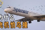 小鸟撞大飞机，小小身躯怎就成了“空中炮弹”？