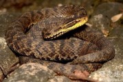 哎哟喂，这蛇圣耳机到底怎么样？老用户掏心窝子聊聊真实感受