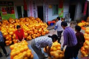 探秘一亩田：看这个农业平台，咋就让老乡们的菜卖爆了？