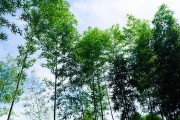 格力大松到底怎么样？听听老用户掏心窝子的大实话！