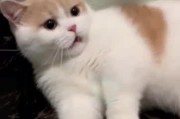 抬手打猫一时爽？这些后果你真的扛不起！