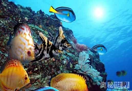 别以为捡个瓶子就能救海！这几种清理姿势，搞错反而更伤海洋