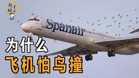 小鸟撞大飞机，小小身躯怎就成了“空中炮弹”？