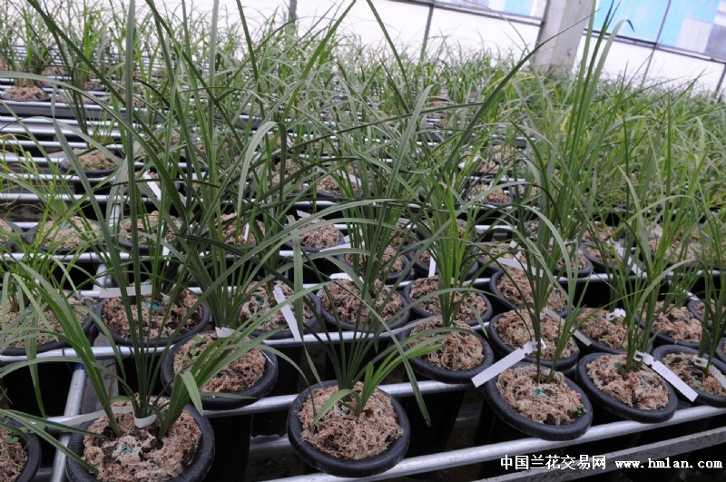 幽兰怎么样？从空谷王者香到荧幕新形象，一文读懂它的千年风骨与争议