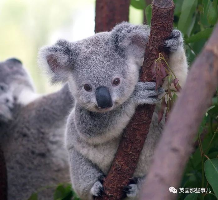 想养树熊？先别急着上头！看完这篇你再决定树熊怎么样！