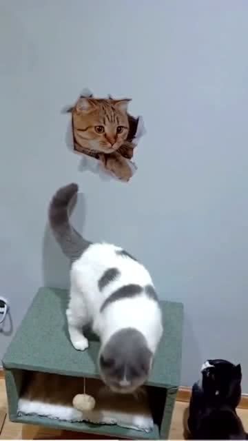 抬手打猫一时爽？这些后果你真的扛不起！