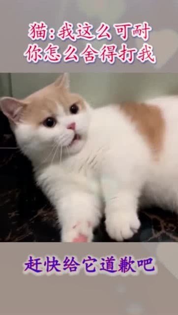抬手打猫一时爽？这些后果你真的扛不起！