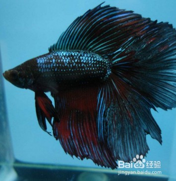 标题：斗鱼内容整理妙招大公开：教你怎么样斗鱼轻松搞定直播宝藏，不再手忙脚乱！