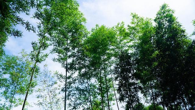 格力大松到底怎么样？听听老用户掏心窝子的大实话！